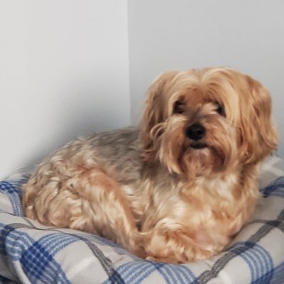 Xavirwild's profile picture. nun