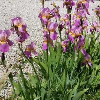 Sweetjoeyhiker's profile picture. Catholic Christian. Conservative. Love my God, my family. Enjoy hiking, swimming, fishing, hunting, reading. No DMs, please.