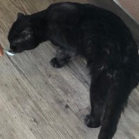 おばけなすび (@cmp8d6t7ye80621) 's Twitter Profile