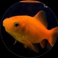 魚狂gyokyou (@gyokyou2006) 's Twitter Profile Photo