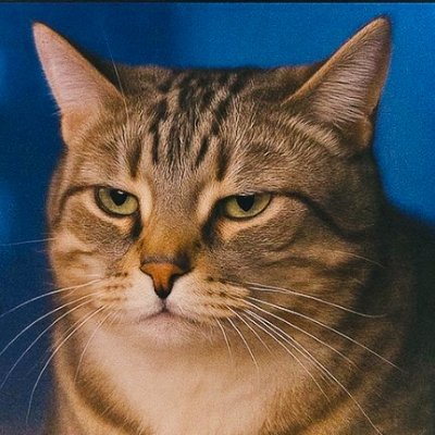 tomtanapp's profile picture. A freelance developer who want to create some useful tools. 
独立开发者，想通过绵薄之力创造一些好玩和实用的工具。