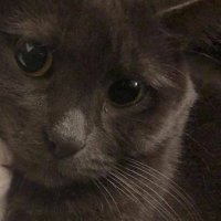 mah da mi (@bennetgf) 's Twitter Profile