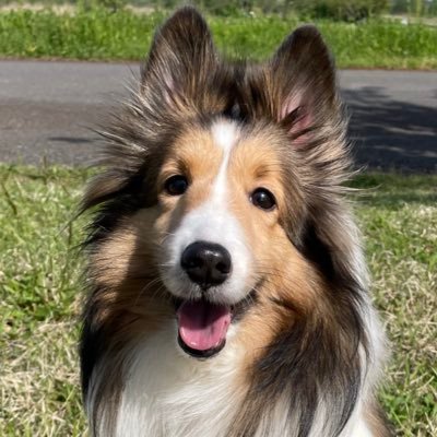 Noriko55rin's profile picture. 料理大好き/食べるの大好き/三世代同居/我が家の平和の先が世界平和/偏向報道反対/スパイ防止法必要/