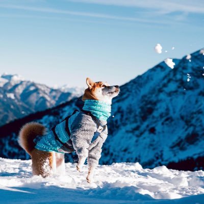 たかちゃん🎮 (@survival49) / Posts / X