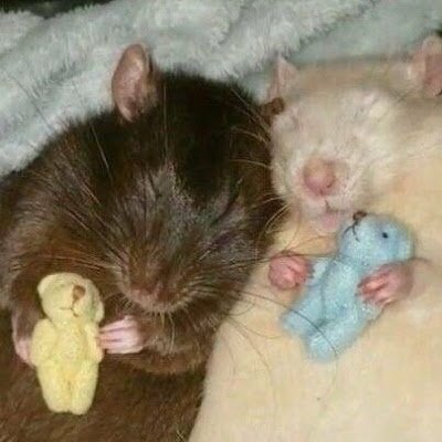 Big1261410's profile picture. 21+ minor dni