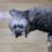 LovelyCatVictor's profile image