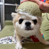 豆太(まめた)♂ (@_imobashira) 's Twitter Profile