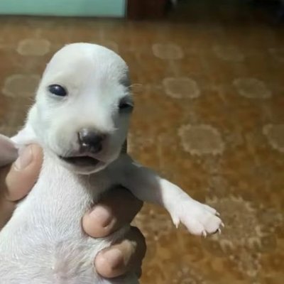 OVERWATCHFAN111's profile picture. 