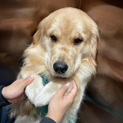 CoCo
🐶CoCo|ゴールデンレトリバー
📍Tokyo|2023年生まれ
🌞おっとりマイペース/食べるの大好き🍖
🐾毎日のお散歩と笑顔をお届けします🎀