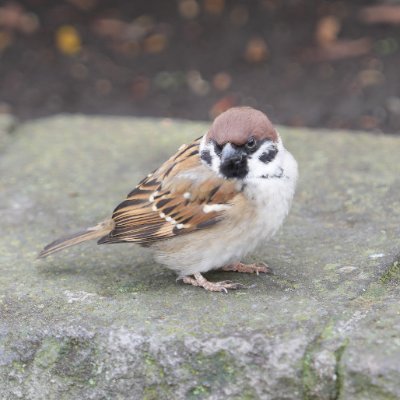 nekotakaharu's profile picture. DHU’25 猫が狂うほど好きです 勉強中 映像/VFX/CG ツール Blender/After Effects サブ垢）@takaharusabuaka 成果物を投げるサブ垢）@dontbelazycat G2です