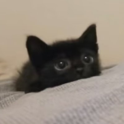 Daybreak_Otter's profile picture. 