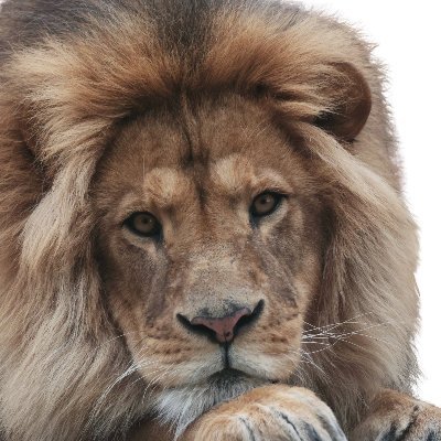 大型ネコ科が大好きです。
この度動物たちのグッズ販売を始めました。
カッコいい!可愛い!ちょっと面白い?と感じていただけるようなグッズを作るのが目標です!
どうぞ宜しくお願い致しますm(_ _)m
※個人販売に関しては各動物園の決まりに沿って行います。