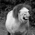 Flamingo Horse Nuggets (@makeslentils) Twitter profile photo Flamingo Horse Nuggets (@makeslentils) Twitter profile photo