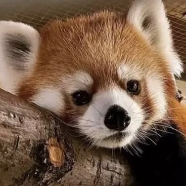 sirenonthmoon's profile picture. comiendo | bmi: 25 ugw: 50