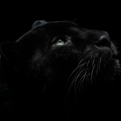 studyonlin99743's profile picture. 