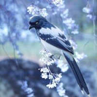 ୨ৎ MourningMagpie ୨ৎ (@magpie_mourning) 's Twitter Profile