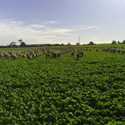 Grain & Graze Farming. Merino Sire Evaluation advocate.