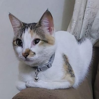 Joramtoro284937's profile picture. Comic relief.authority in demotic histiriography.a jaundiced look at life's idiosyncrasies.Almost graduate. university of nincompoop.Outer Mongolia.