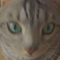 Beans (@green_lebean) 's Twitter Profile Photo Beans (@green_lebean) 's Twitter Profile Photo