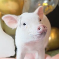 オフィスで働くマイクロブタのBUB(バブ)🍼🐷 (@bub230915) 's Twitter Profile