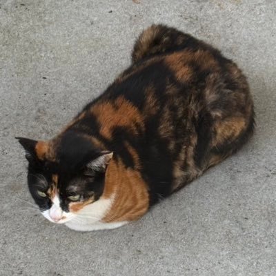 nekonekojessica's profile picture. 