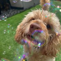 Ryan Collins (@giggsy1983) 's Twitter Profile