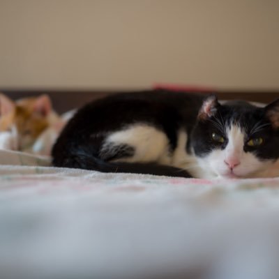 0804erai's profile picture. 沖縄で休日に写真を撮っています。 かわいいお花 にゃんこが中心です。時々海で水中写真も撮ります。 使用器材 Nikon ZF Nikon z6 レンズはNikon SIGMA TAMRON を使用     以前はいそろくという名前で、Xでの写真を投稿していましたが、乗っ取りにあい、この名前で再度活動しています。😂