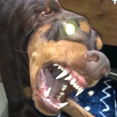 爬虫類、犬、鳥、植物が趣味です。ボールパイソン、オカメインコのブリードもしています。 無言フォローも大歓迎です!ボール、オカメのブリード状況、呟きなどはこちら@python_bardも気になる方フォローお願いします