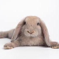 d0tcj's profile picture. うさぎ🐇アカウント！