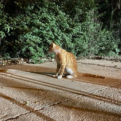 Mohamad8345's profile picture. زندگی با سرپیچی و عصیان آغاز می شود.