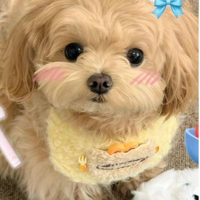 CohcsMayo's profile picture. **「日本語を勉強して、ニュースアカウントを見ています。日本語でツイートすることにしました。

食べ物と旅行が好きです。
日本語の練習を手伝ってもらえると嬉しいです。(ಥ _ ಥ)
新しい人と知り合うのも楽しいですね、ハハハ😀
よろしくお願いします！」**