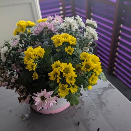 PrimusXrp's profile picture. Jeg ønsker å utveksle informasjon med hverandre og bidra til sannhet og rett