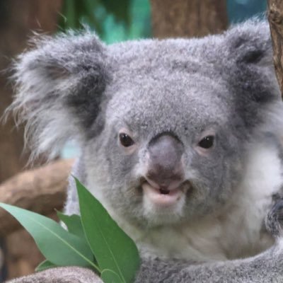 m_sanmona's profile picture. コア活&📸！🐨愛/中日ドラゴンズ/ドアラ/🥷🥚/新井雄也さんFC/鈴木裕大さんFC /ゆも蔵が好きな趣味垢。無言フォロー歓迎(私もするので🙆‍♀️) アイコンはくーちい様 @qoochii05 がお撮りになったディコちゃんです🐨🤍