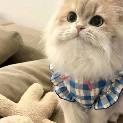 Kellcsxlers's profile picture. 私はナナです。「日本語を勉強して、ニュースアカウントを見ています。日本語でツイートすることに決めました。食べ物と旅行が好きです。もし日本語の練習を手伝ってもらえると、とても嬉しいです。日本に旅行する予定です。」