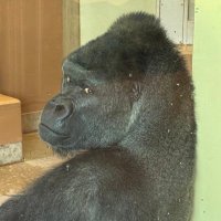 ぽむぽむ地蔵 (@sid88ruta11) 's Twitter Profile Photo