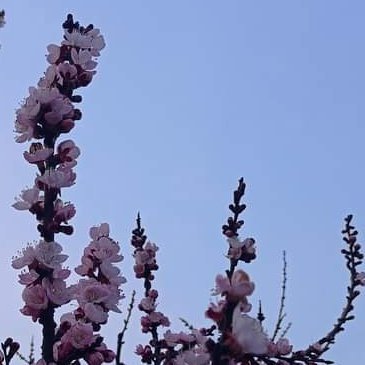 ahmadmir04's profile picture. half-bourgeoisie 
half-proletariat