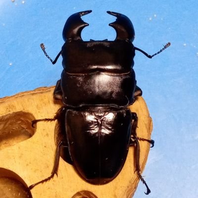 titanusbreeder's profile picture. スマトラヒラタ顎太系、ダイスケギラファ、レッド系ニジイロメインにブリード楽しんでます。