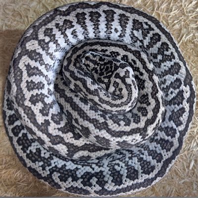 モレリアスキー🐍ダイヤモンドパイソンはいいぞおじさん ヘビの好きな所はゴツイ頭と脇腹です。 爬虫類飼育に加えてアガベ・塊根始めたよ