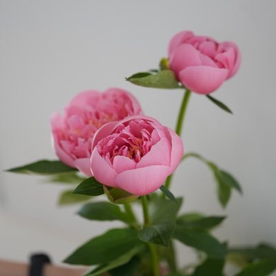 🌸小受と暮らしのあれこれ記録 📖26小受予定👧(2020娘インター) 情報交換・相互歓迎です✨仕事と子育てに奮闘中🌿 自営/会社経営 相互歓迎です🤝