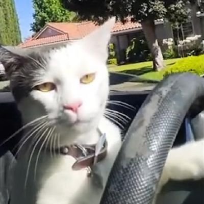 CleanHouseShoes's profile picture. Finding cool stuff online.