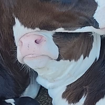 mitaro_0707's profile picture. ウィスキー🥃チャリ🚲ホロライブを推し活としているラジオゲスナー

家業の酪農を事業継承した新人牛飼い牧場主
仕事もプライベートも何でもつぶやきます