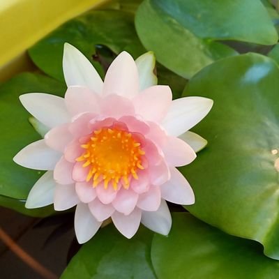 マダムロータスさんのプロフィール画像