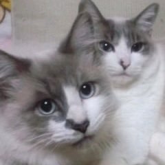 Ƙααгіпα💫Ѕαyακαさんのプロフィール画像