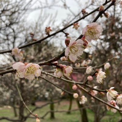 読書が好き/ 今興味あるものは将棋、オセロ、チェス/囲碁は昔少しだけ/気になったことを呟いたり、たまにまとめたり https://t.co/ZLU1kYtCuLはAs_ciurela /決めた、まずは将棋から!