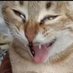 Scsjx (@jisuanjianjing) Twitter profile photo Scsjx (@jisuanjianjing) Twitter profile photo