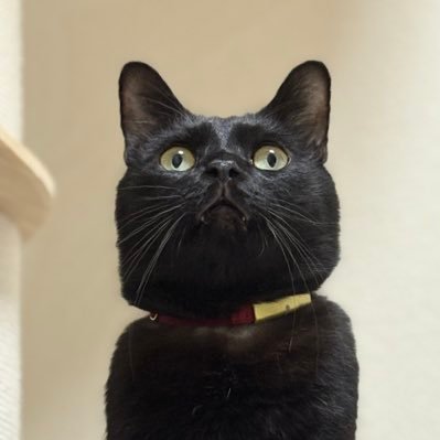 保護猫生まれの元猫カフェ営業部長/2025年4月で5歳♂/人間に撮影技術がないので寝てる姿ばかりです/無言フォローしますが怪しい猫ではありません/かわいいジジさんを見せつけたい/タイムラインは動物まみれにしたい/DMはしません