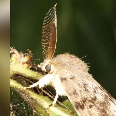 codpiece55's profile picture. This account mostly lurches but will occasionally post about my interest. I use they/them pronouns.