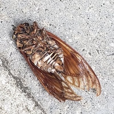 OpenOpenCoffee's profile picture. 700,800