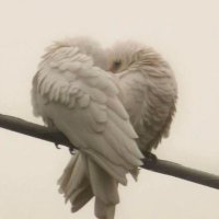 łeno (@olyf) 's Twitter Profile