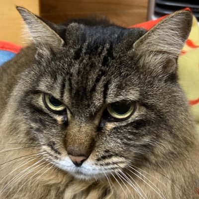 fs345sumitomo's profile picture. あちこちの通勤電車をメインに撮影する撮り鉄兼模型鉄。